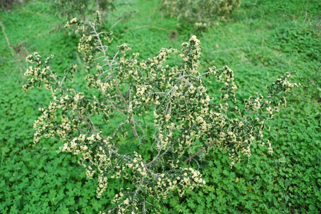 Thymelaea hirsuta